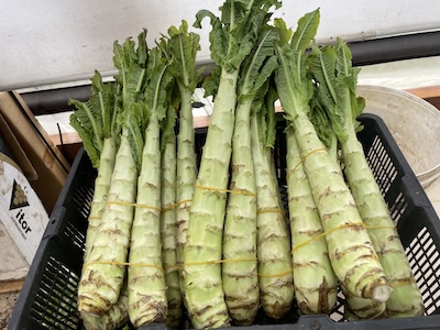 Celtuce
