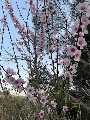 Peach tree